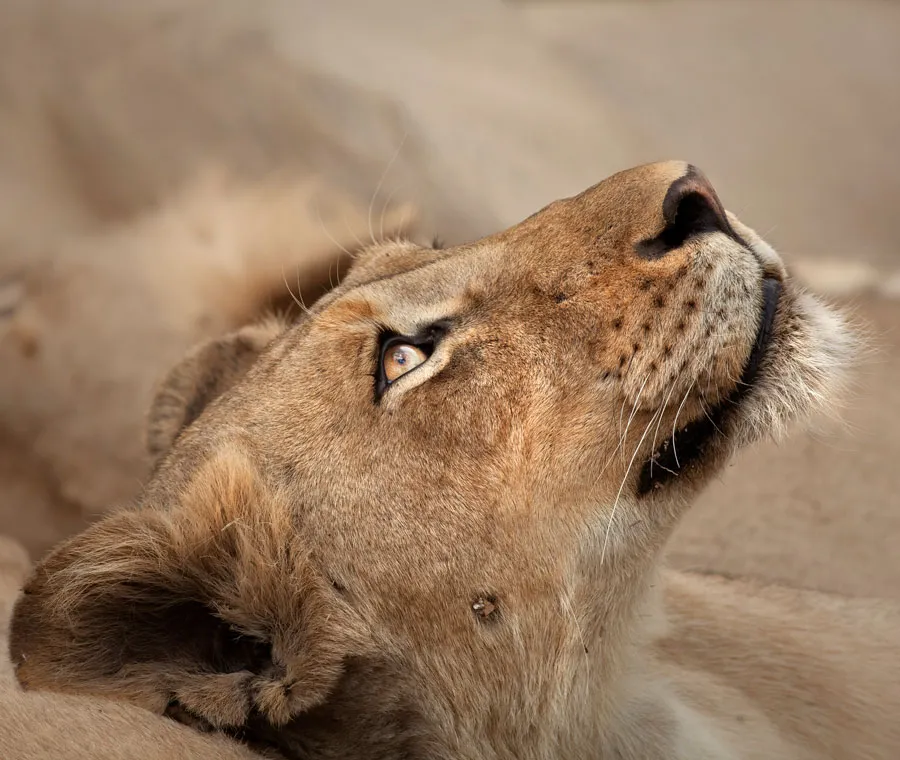 About Savanna Safaris image